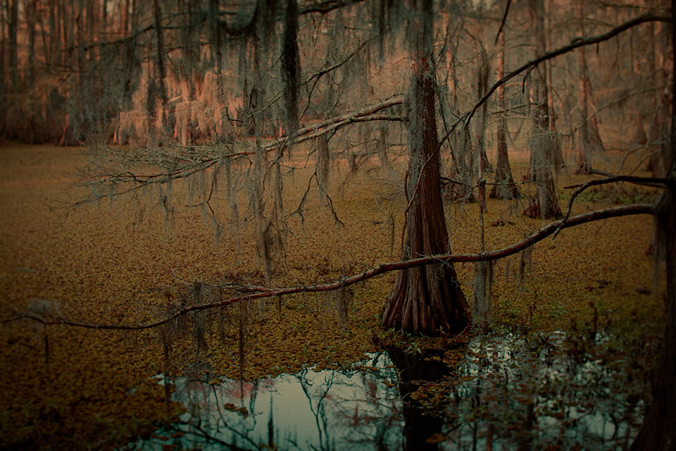 Keith Carter - Cypress Swamp