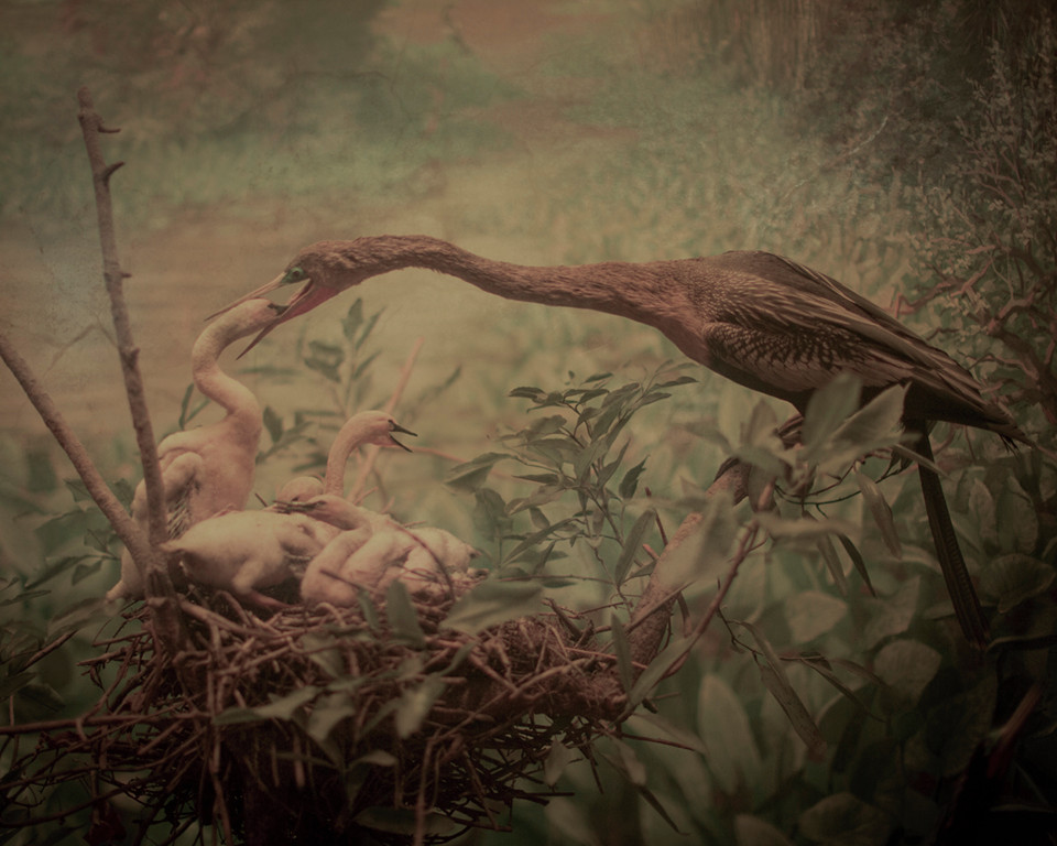 Keith Carter egrets.jpg